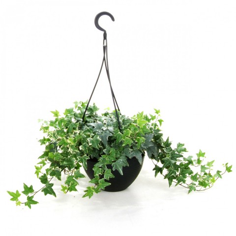 Mini Hedera  Alacalı Salon Sarmaşığı- (Hedera Helix Variegata) Askılı Saksıda