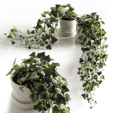 Mini Hedera Salon Sarmaşığı- (Hedera Helix Green) 3 Adet Saksıda