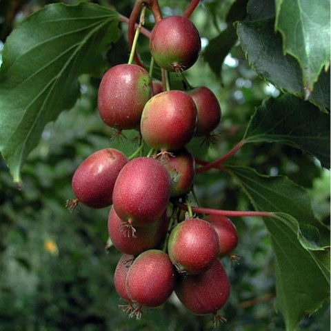 MİNİ KİVİ FİDANI 5 ADET - KENS RED