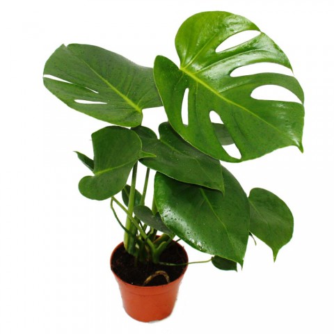 Monstera -  Deve Taban 40- 60 cm 2 Adet