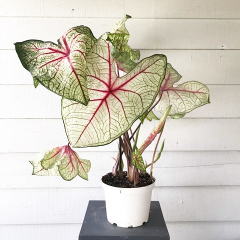 Monstera (Deve Tabanı) & Caladium & Kalp Kalbe Karşı Çiçeği