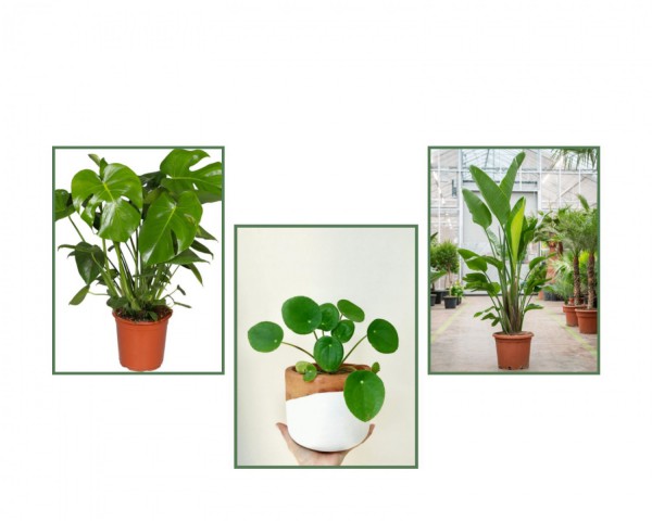 Monstera(Deve Tabanı) & Pilea & Starliçe
