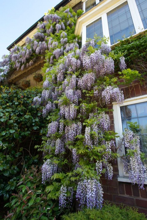 MOR SALKIM 'Wisteria Sinensis' / 100-120 CM SARILICI ÇİÇEKLİ BİTKİ