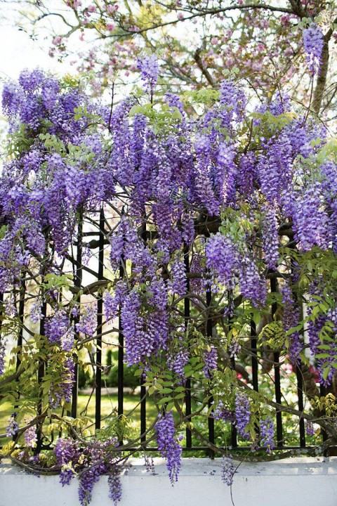 MOR SALKIM 'Wisteria Sinensis' / 100-120 CM SARILICI ÇİÇEKLİ BİTKİ