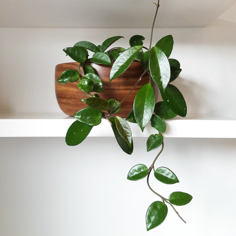 Mum Çiçeği – Hoya carnosa  Askılı Saksıda 2 Adet