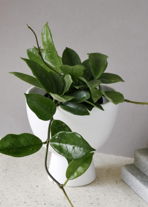 Mum Çiçeği – Hoya carnosa  Askılı Saksıda 2 Adet