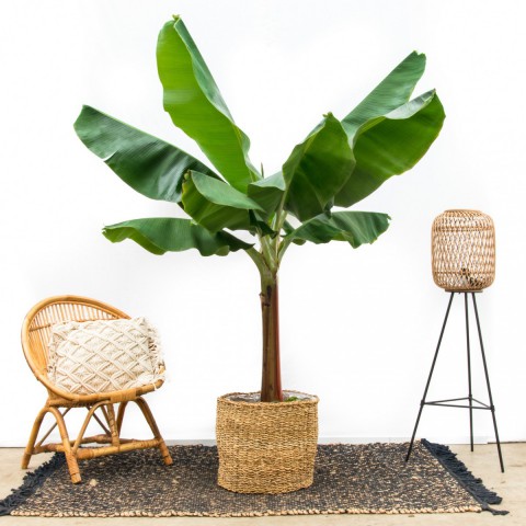 Muz Bitkisi – Panama Muz Ağacı(Musa Banana) 40-60 cm