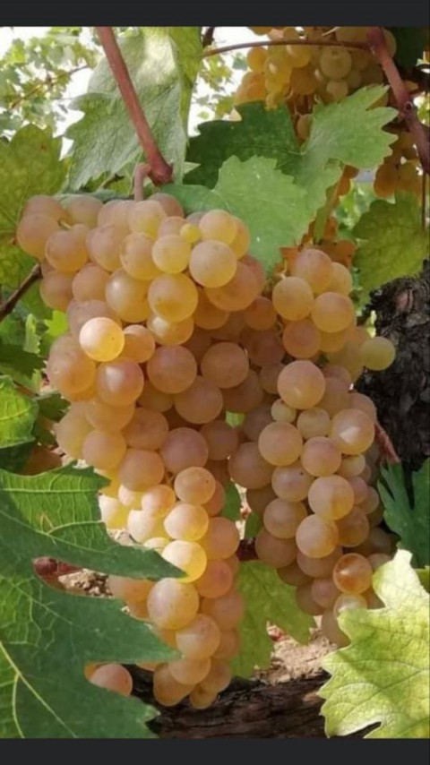 Narince Üzüm Fidanı 2 Yaş Tüplü