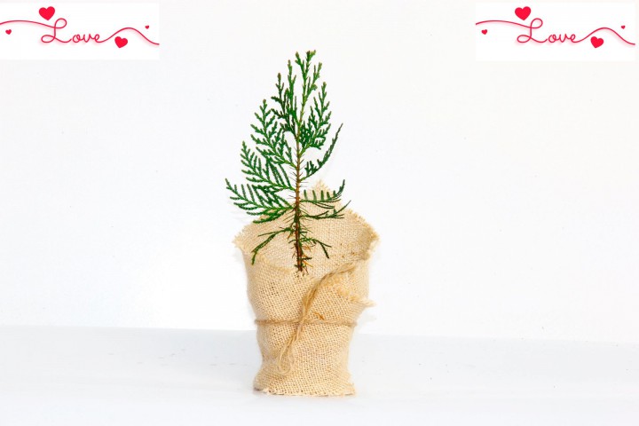 NİKAH ÇAMI 100 ADET - ÖZEL GÜN FİDANI (Mazı-Thuja Orientalis)