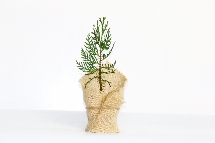 NİKAH ÇAMI 100 ADET - ÖZEL GÜN FİDANI (Mazı-Thuja Orientalis)