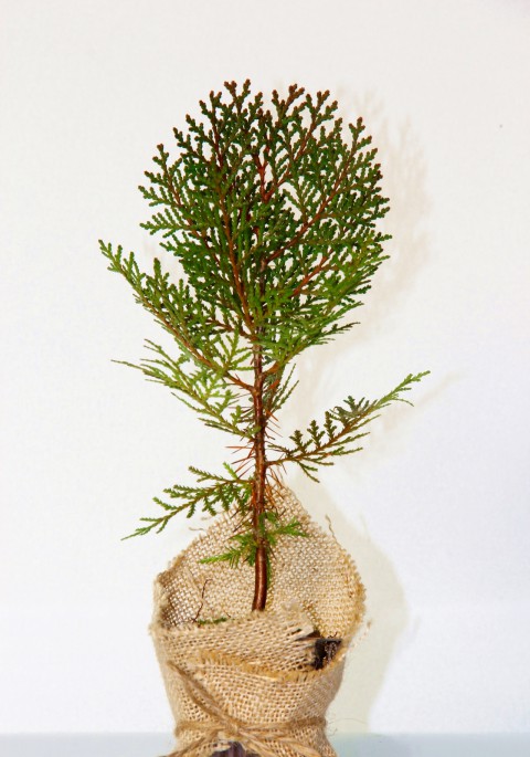 NİKAH ÇAMI 100 ADET - ÖZEL GÜN FİDANI (Thuja Orientalis)