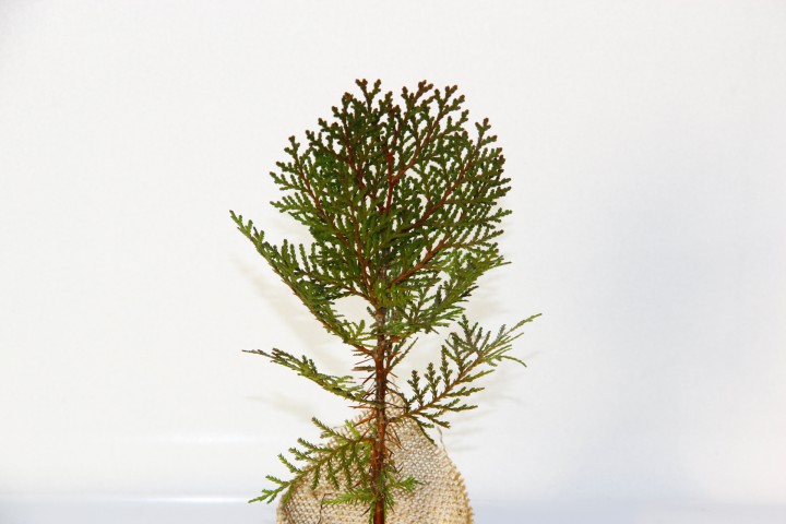 NİKAH ÇAMI 100 ADET - ÖZEL GÜN FİDANI (Thuja Orientalis)