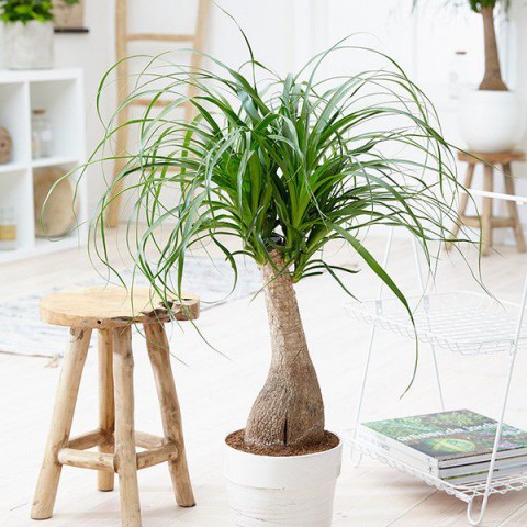 Nolina – Fil Ayağı 40-60 cm