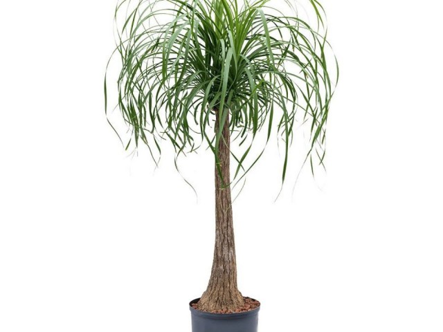 Nolina – Fil Ayağı 40-60 cm