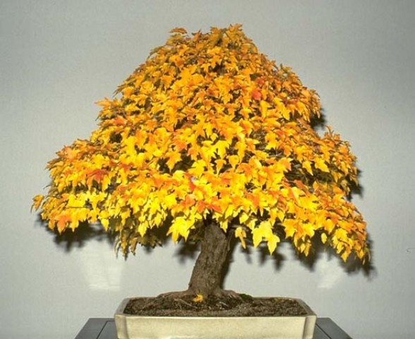 NORVEÇ AKÇAAĞAÇ TOHUMU 40 ADET ( BONSAİ TÜRÜ )