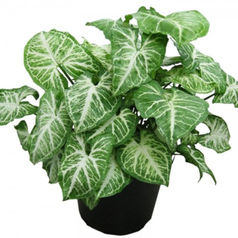 Ok Başı Sarmaşığı - Syngonium Podophyllum
