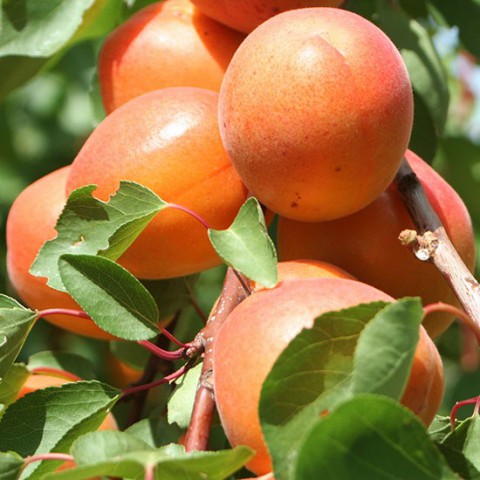 Orange Ruby Kayısı Fidanı 3 Yaş Tüplü ve Aşılı