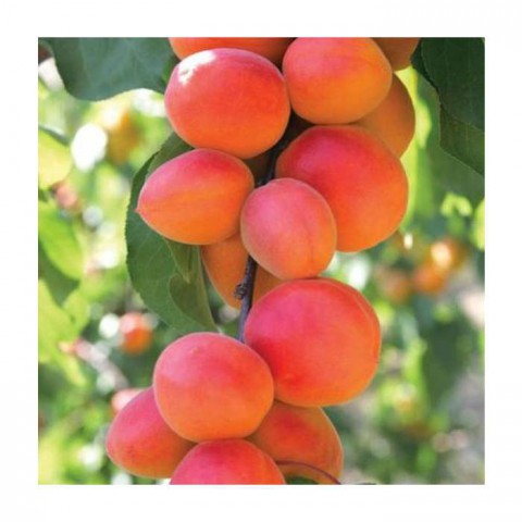 Orange Ruby Kayısı Fidanı 3 Yaş Tüplü ve Aşılı