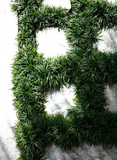 OSMANLI ÇİMİ 10 ADET - YER ÖRTÜCÜ BİTKİ 'Ophiopogon Japonicus'