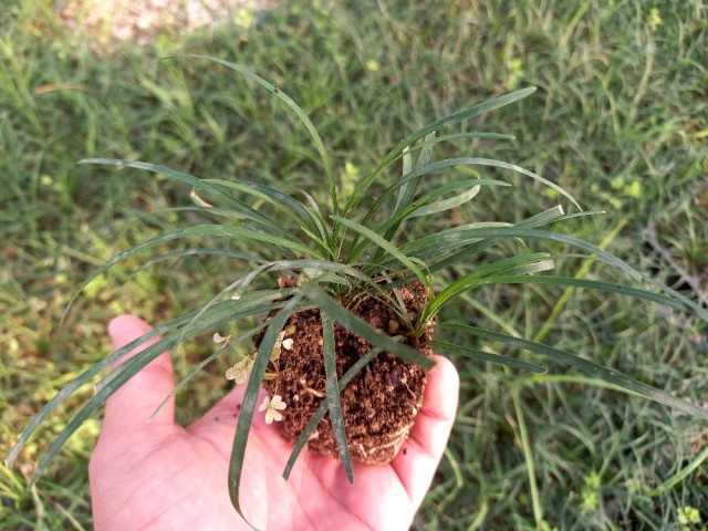 OSMANLI ÇİMİ 10 ADET - YER ÖRTÜCÜ BİTKİ 'Ophiopogon Japonicus'