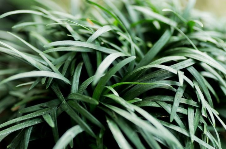 OSMANLI ÇİMİ 20 ADET - YER ÖRTÜCÜ BİTKİ 'Ophiopogon Japonicus'