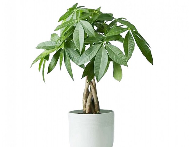 Para Ağacı – Pachira Aquatica 20- 30 cm