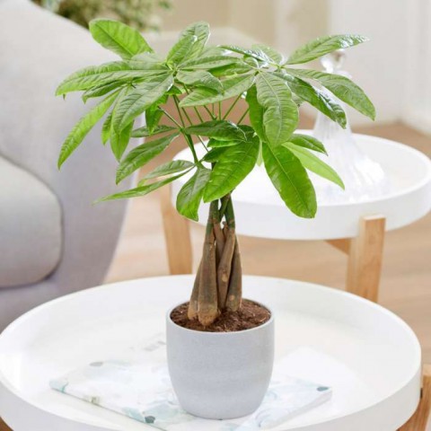 Para Ağacı – Pachira Aquatica 20- 30 cm