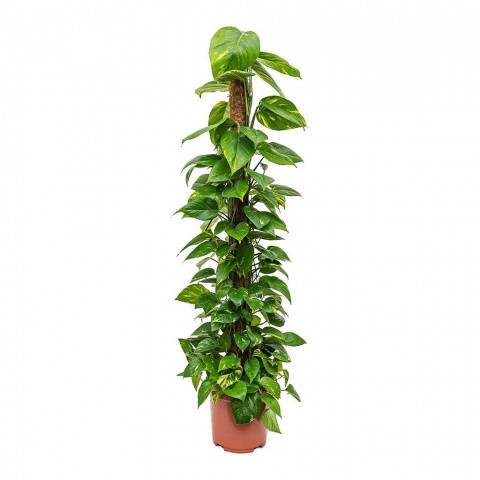 Pathos – Salon Sarmaşığı (Bitki Destek Çubuklu) 60-80 cm