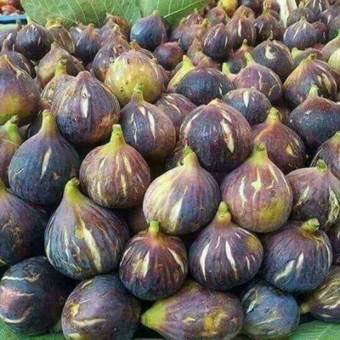 Patlıcan ( Siyah Orak) İncir Fidanı Tüplü 3 Adet