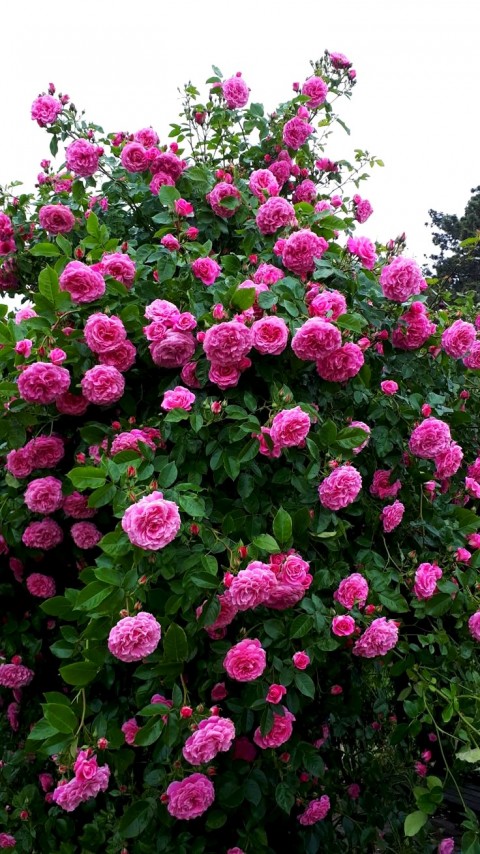 PEMBE ISPARTA SARMAŞIK GÜL FİDANI 80-100+ CM