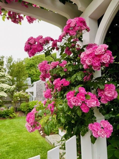 PEMBE ISPARTA SARMAŞIK GÜL FİDANI 80-100+ CM