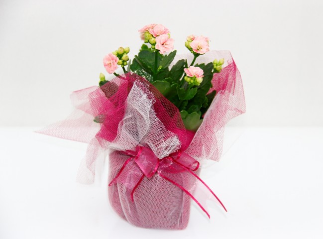 PEMBE KALANŞÖ ÇİÇEĞİ - HEDİYELİK YILBAŞI ÇİÇEĞİ