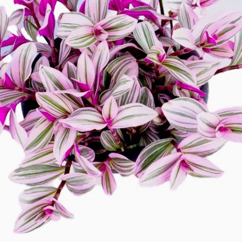 Pembe Telgraf Çiçeği – Nanouk Telgraf Çiçeği