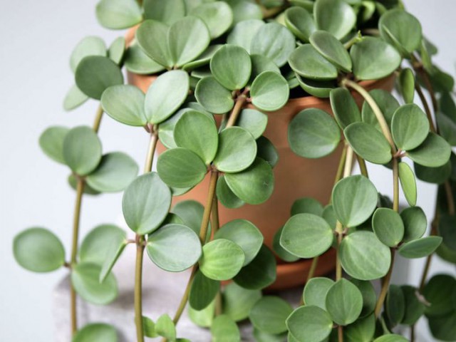 Peperomia  Hope – Umut Sarmaşığı