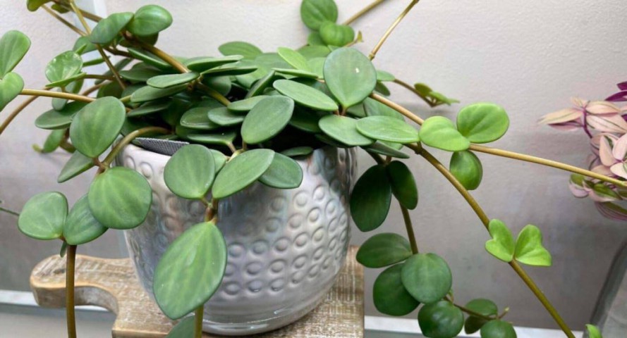 Peperomia  Hope – Umut Sarmaşığı