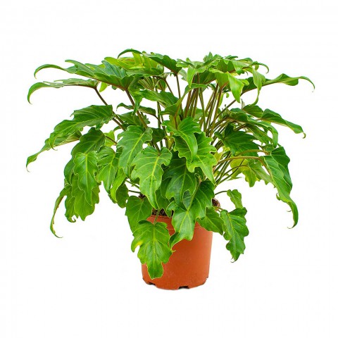 Philodendron xanadu