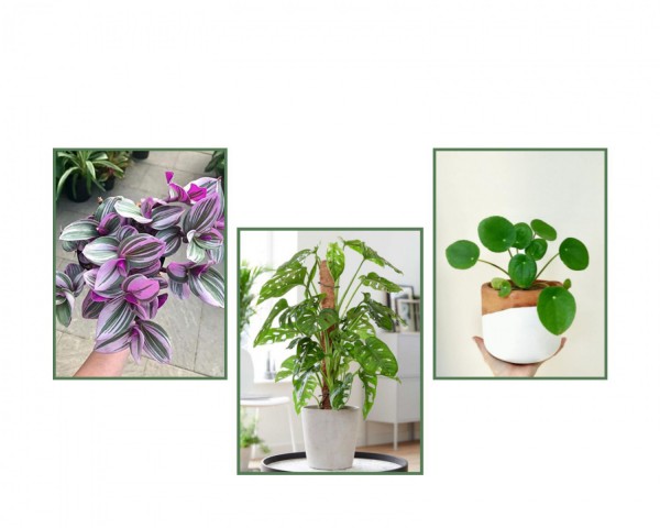 Pilea & Pembe Telgraf(Nanouk) & Delkli Deva Tabanı(Monstera Adonsii)