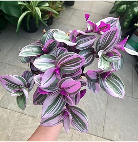 Pilea & Pembe Telgraf(Nanouk) & Delkli Deva Tabanı(Monstera Adonsii)