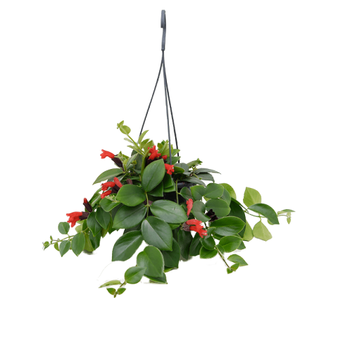 Ruj Çiçeği (Aeschynanthus) - Askılı Saksıda