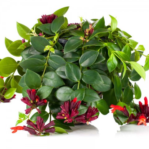 Ruj Çiçeği(Aeschynanthus) - Askılı Saksıda 2 adet