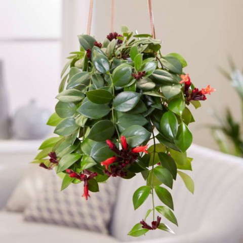 Ruj Çiçeği(Aeschynanthus) - Askılı Saksıda 2 adet