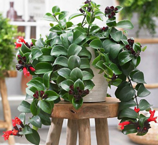 Ruj Çiçeği(Aeschynanthus) - Askılı Saksıda 2 adet