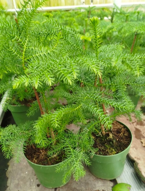 SALON ÇAMI / AROKARYASI 2 ADET (25-30 cm) - HEDİYELİK OFİS / EV / İÇ MEKAN BİTKİSİ