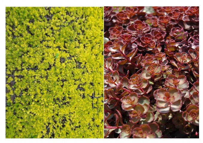 SARI KIRMIZI SEDUM 20 ADET - YER ÖRTÜCÜ ÇOK YILLIK BİTKİ