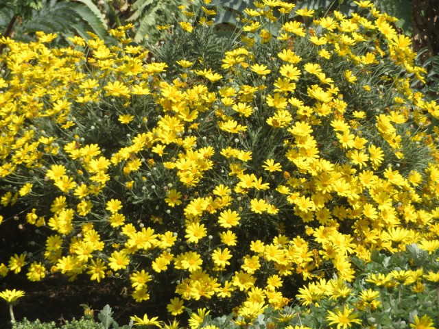 SARI PAPATYA EURYOPS - ÇOK YILLIK DIŞ MEKAN ÇİÇEĞİ