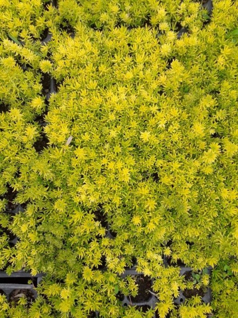SARI SEDUM 15 ADET - YER ÖRTÜCÜ ÇOK YILLIK BİTKİ