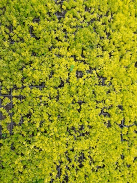 SARI SEDUM 45 ADET - YER ÖRTÜCÜ ÇOK YILLIK BİTKİ