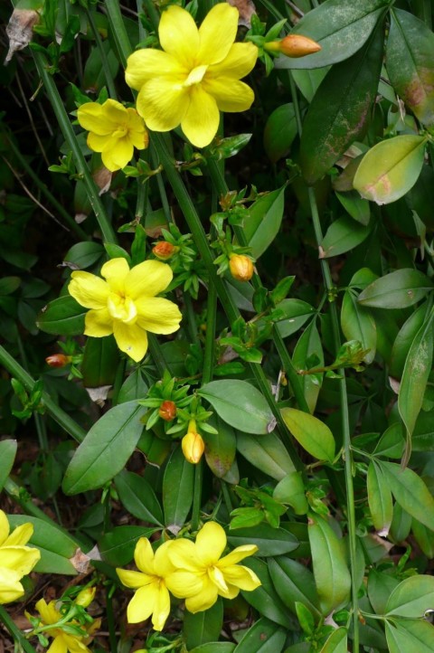 SARI YASEMİN FİDANI 3 ADET - ÇİÇEKLİ SARILICI BİTKİ (Jasminum Nudiflorum)