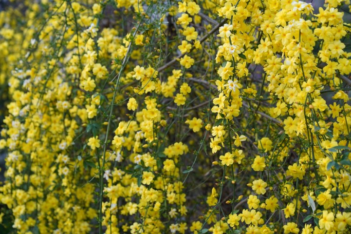 SARI YASEMİN FİDANI - ÇİÇEKLİ SARILICI BİTKİ (Jasminum Nudiflorum)