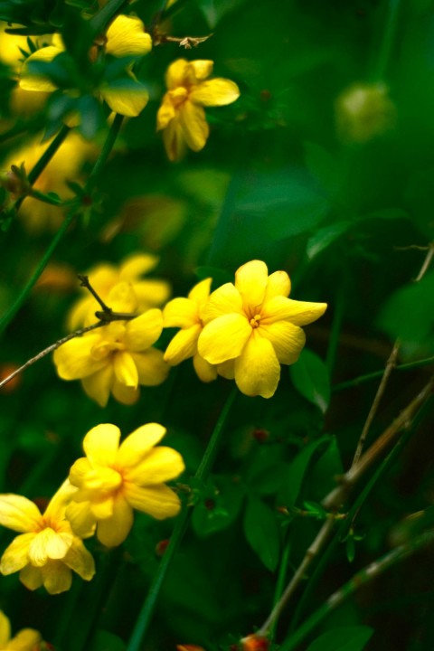 SARI YASEMİN FİDANI - ÇİÇEKLİ SARILICI BİTKİ (Jasminum Nudiflorum)